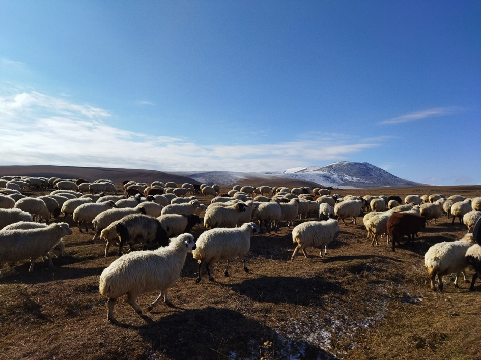 stádo ovcí
